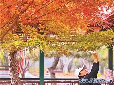 九游体育娱乐网深秋时节的公园犹如五彩斑斓的画卷-九游「中国体育」娱乐 官方网站 登录入口