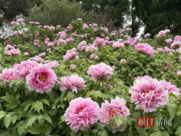 九游体育app(中国)官方网站为搭客提供了多眉目的春日平静体验-九游「中国体育」娱乐 官方网站 登录入口