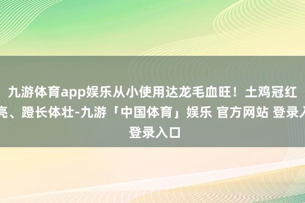 九游体育app娱乐从小使用达龙毛血旺！土鸡冠红毛亮、蹬长体壮-九游「中国体育」娱乐 官方网站 登录入口